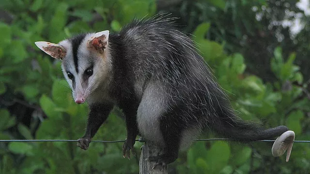 La Zarigüeya El animal nocturno de América Latina