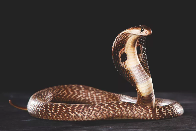 La fascinante historia de la Cobra