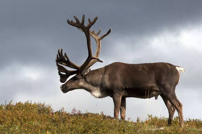 Los Renos: Todo lo que necesitas saber sobre estos majestuosos animales