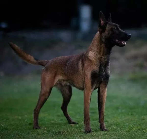 Pastor Belga Malinois Guía completa para dueños primerizos