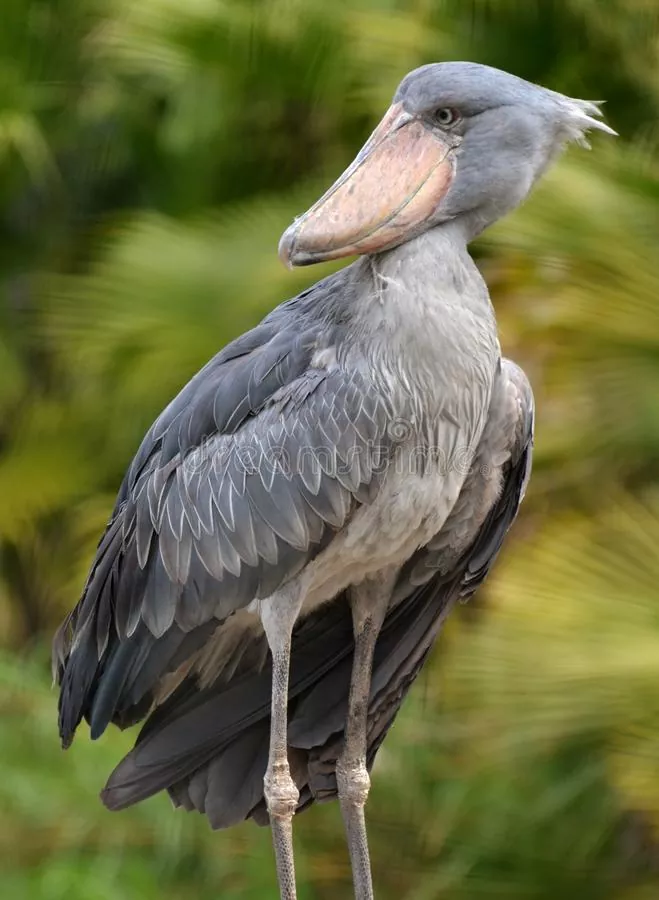 Todo lo que debes saber sobre la cigüeña shoebill