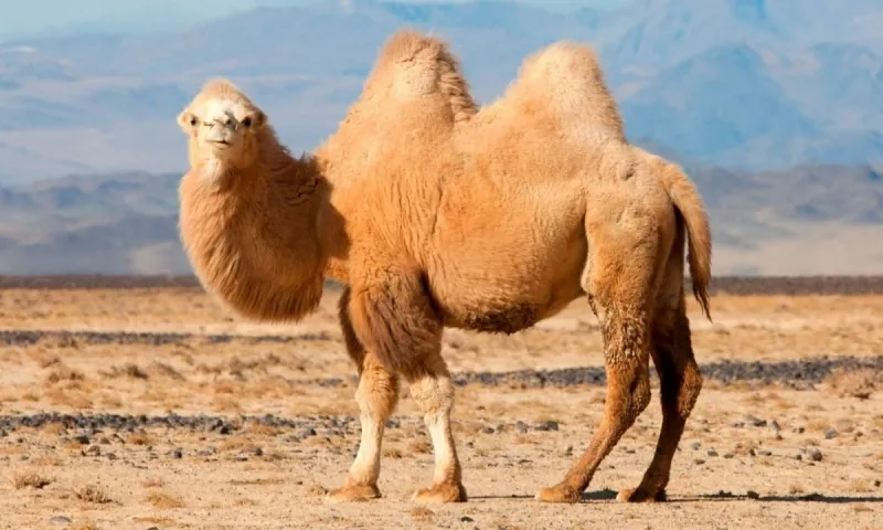 Todo lo que debes saber sobre los camellos