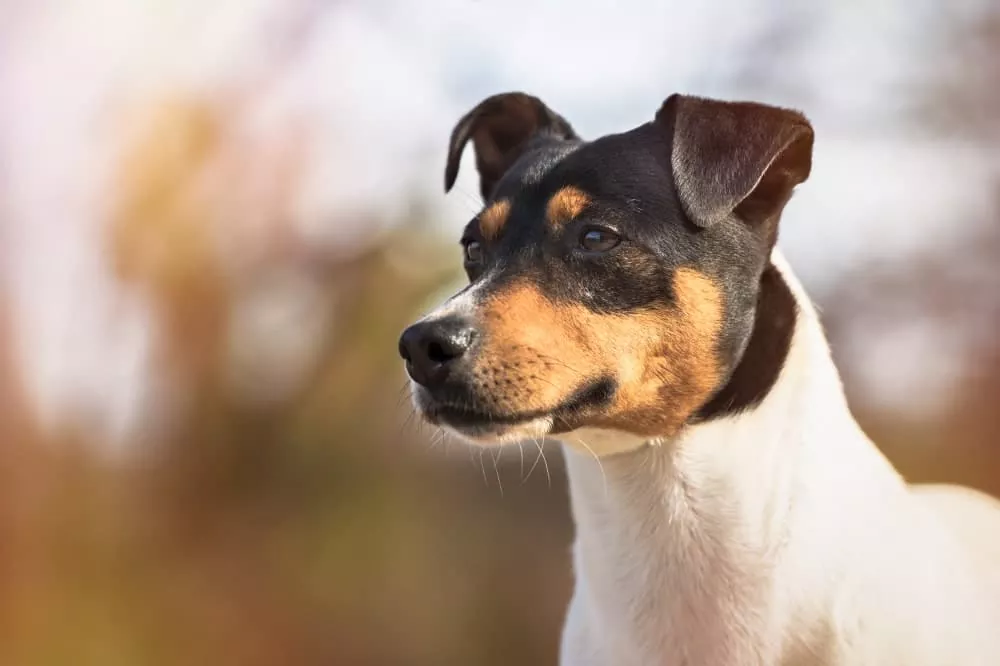 Todo lo que debes saber sobre los perros bodegueros