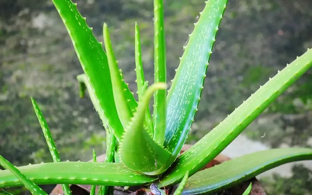 Todo lo que necesitas saber sobre el Aloe Vera