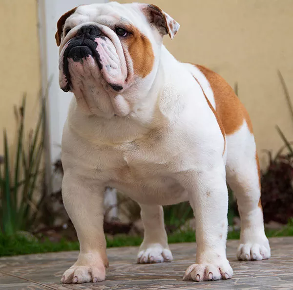 Todo lo que necesitas saber sobre el Bulldog Inglés