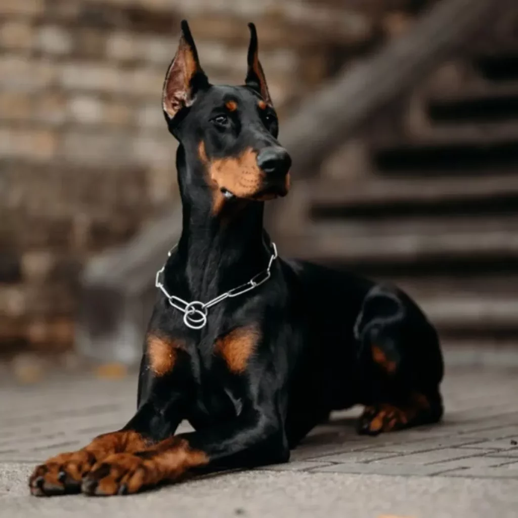 Todo lo que necesitas saber sobre el Doberman