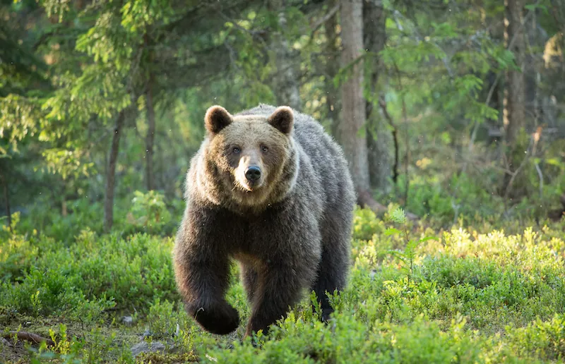 Todo lo que necesitas saber sobre el Oso Grizzli