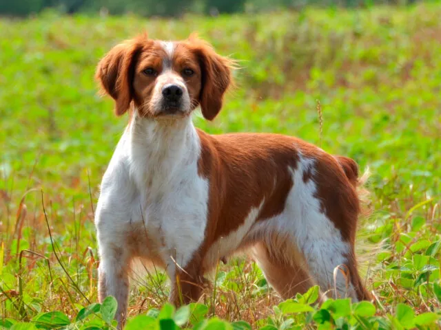 Todo lo que necesitas saber sobre el Spaniel Bretón