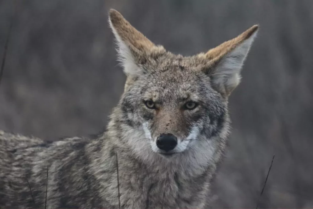 Todo lo que necesitas saber sobre el coyote