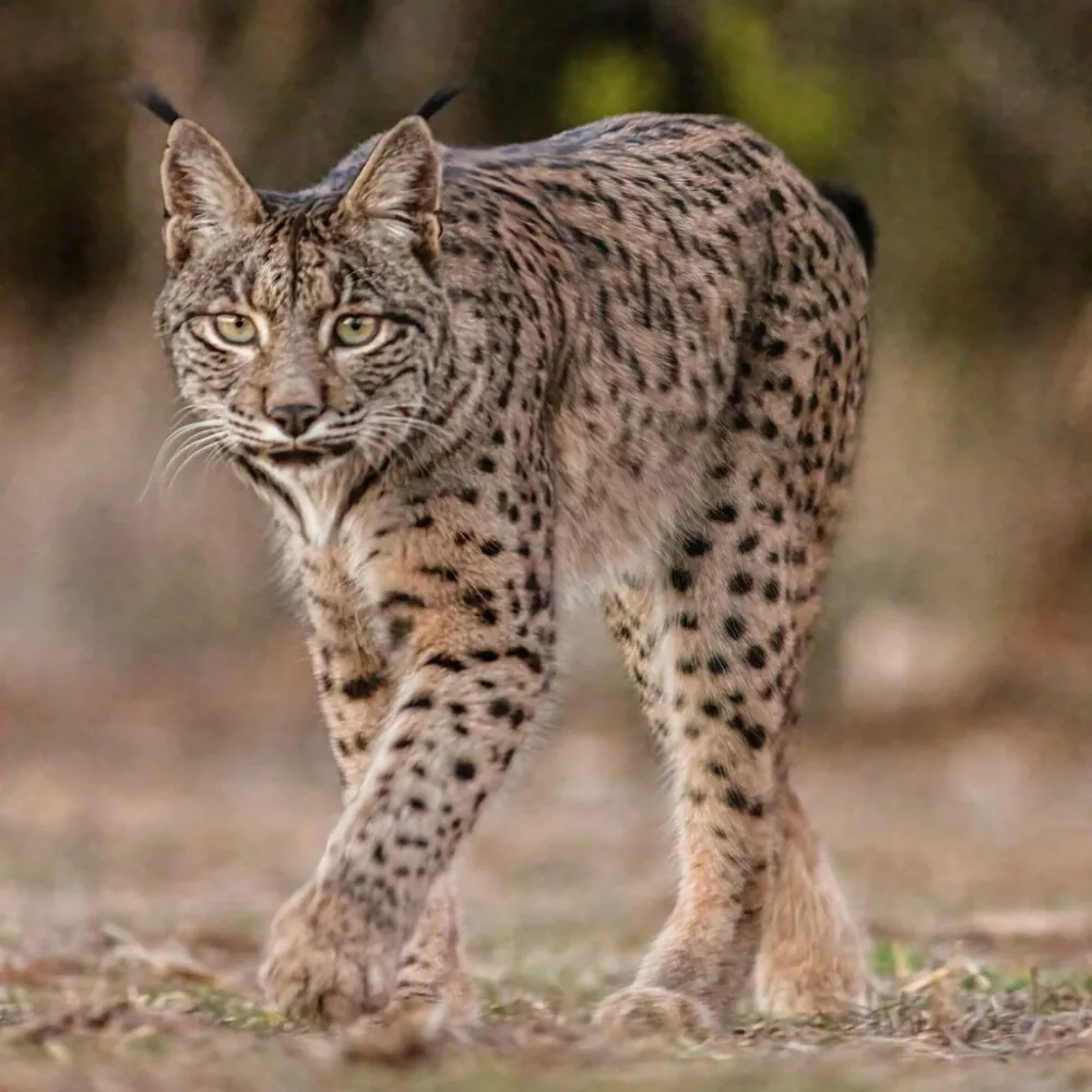 Todo lo que necesitas saber sobre el lince ibérico