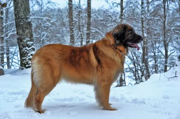 Todo lo que necesitas saber sobre el perro Leonberger