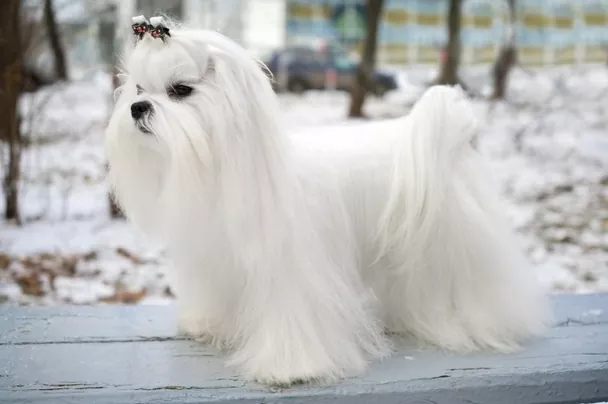 Todo lo que necesitas saber sobre el perro Maltés