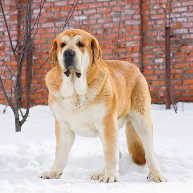 Todo lo que necesitas saber sobre el perro mastín