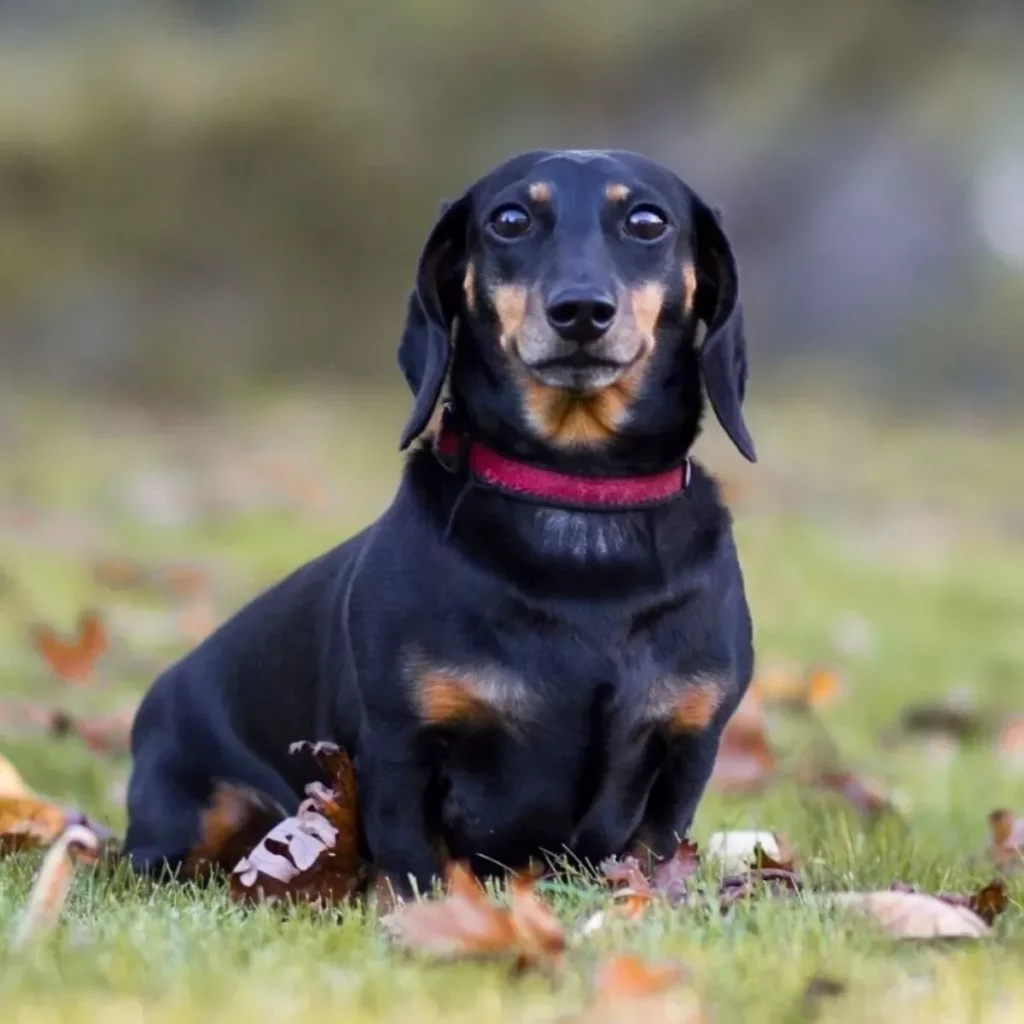 Todo lo que necesitas saber sobre el perro salchicha