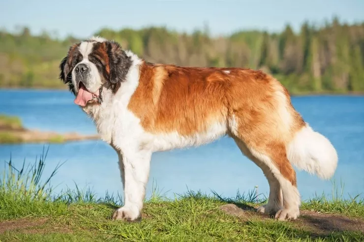 Todo lo que necesitas saber sobre la raza de perros Saint Bernard
