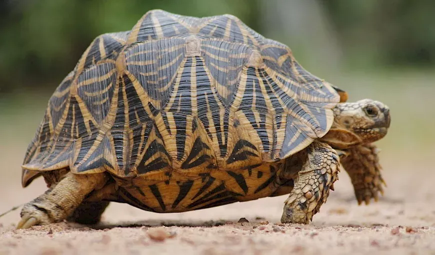Todo lo que necesitas saber sobre la tortuga india