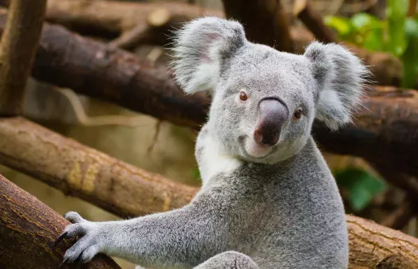 Todo lo que necesitas saber sobre la vida de las coalas