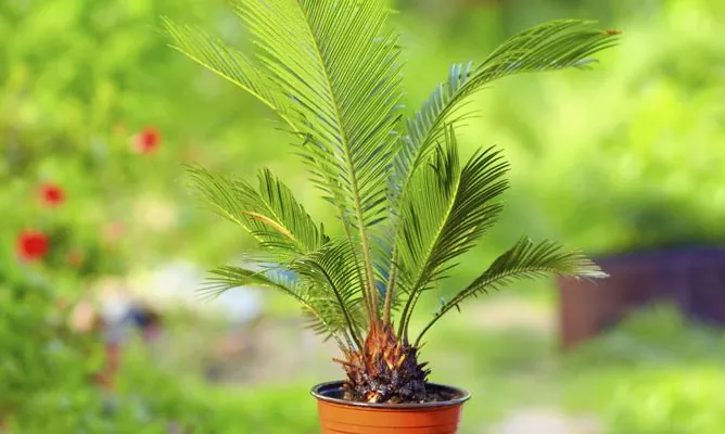 Todo lo que necesitas saber sobre las palmeras