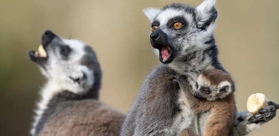 Todo lo que necesitas saber sobre los lémures