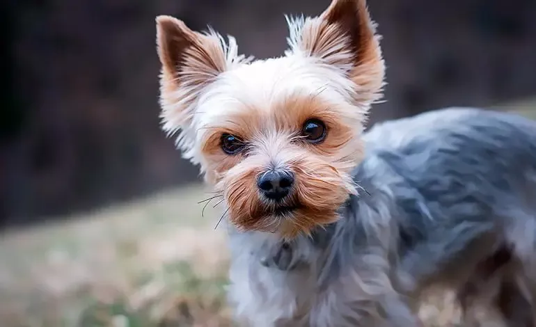 Todo lo que necesitas saber sobre los perros Yorkshire Terrier