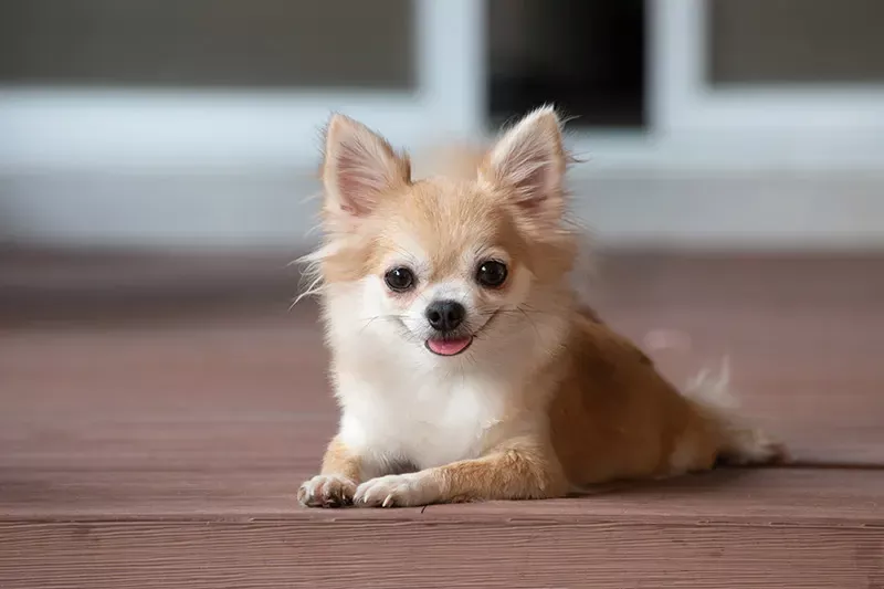 Todo lo que necesitas saber sobre los perros toy