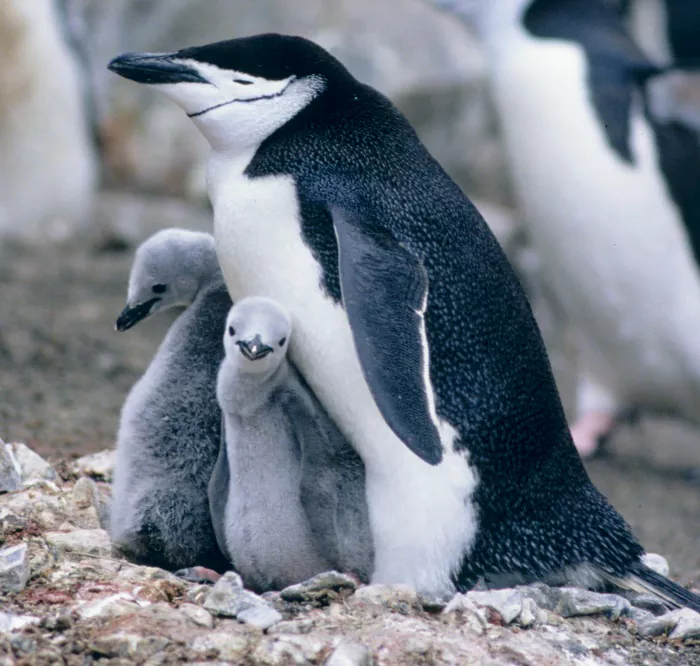 Todo lo que necesitas saber sobre los pingüinos