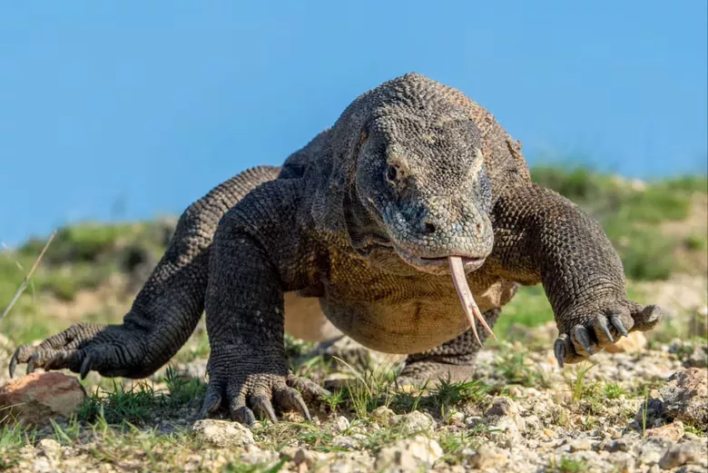 Todo sobre el Dragon de Komodo - Descubre su historia