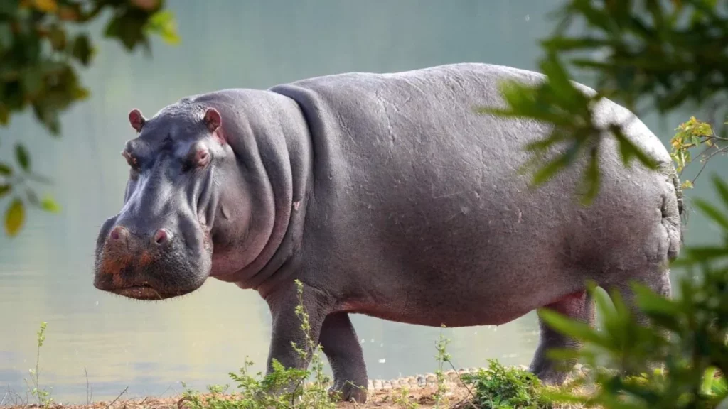 Todo sobre los hipopótamos características hábitat y curiosidades