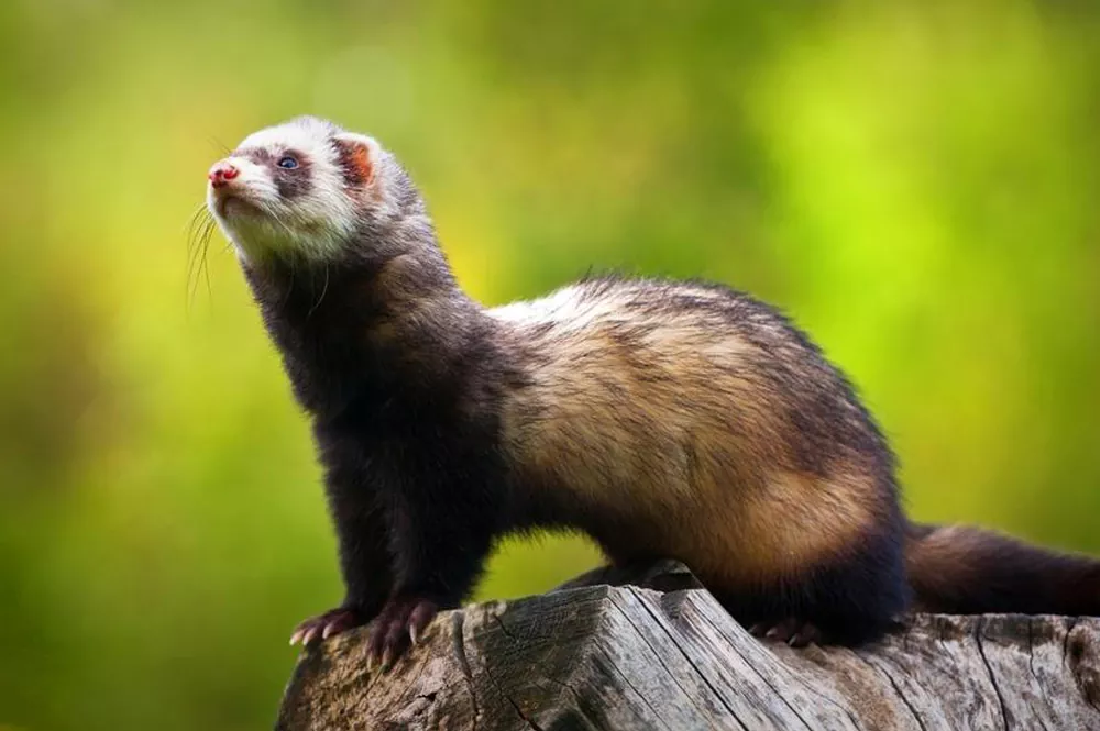 Todo sobre los hurones como mascotas