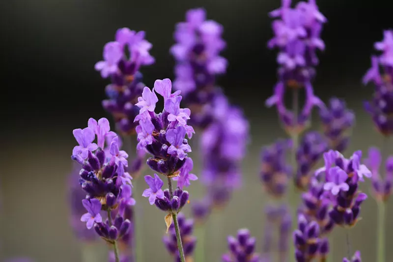 Descubre el mundo de la Lavanda