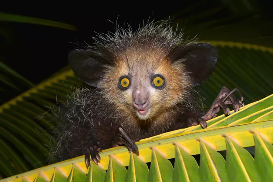 Aye Aye el extraño y fascinante lémur de Madagascar