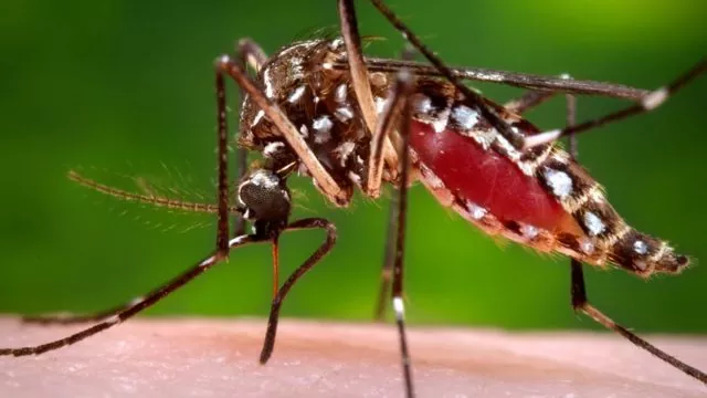 Cómo prevenir y combatir los mosquitos en el hogar y en exteriores