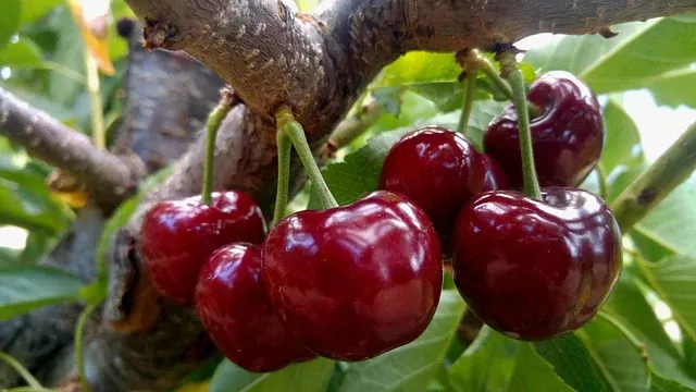 Cultivo de Cerezos Guía Completa para una Buena Producción
