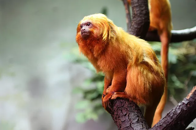 Descubre el encanto del mono titi características y curiosidades