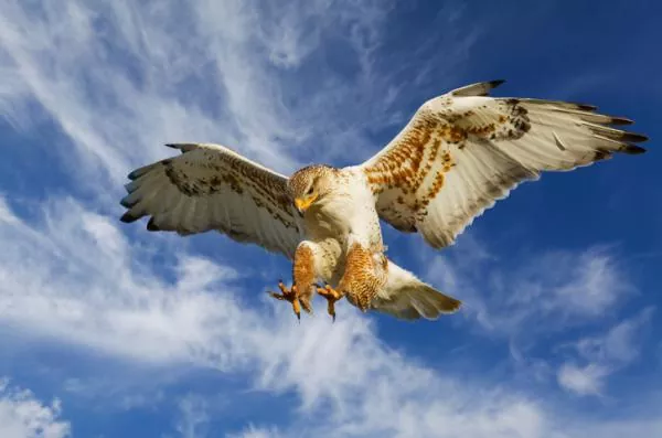 Descubre el fascinante mundo de las aves rapaces