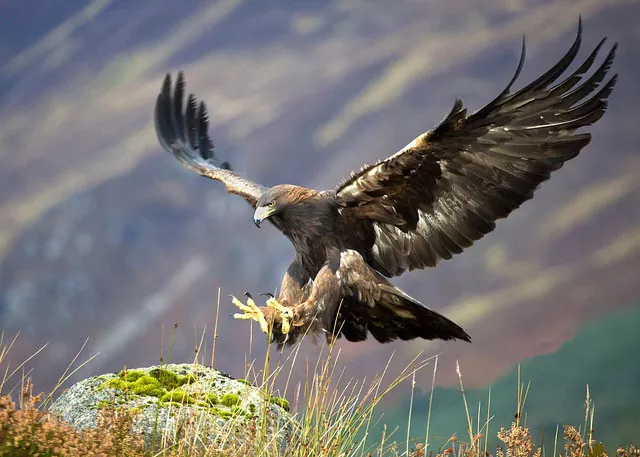 Descubre el majestuoso mundo de las águilas características hábitats y especies