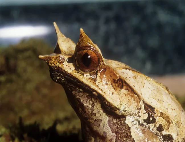 Descubre la rana cornuda características y hábitat