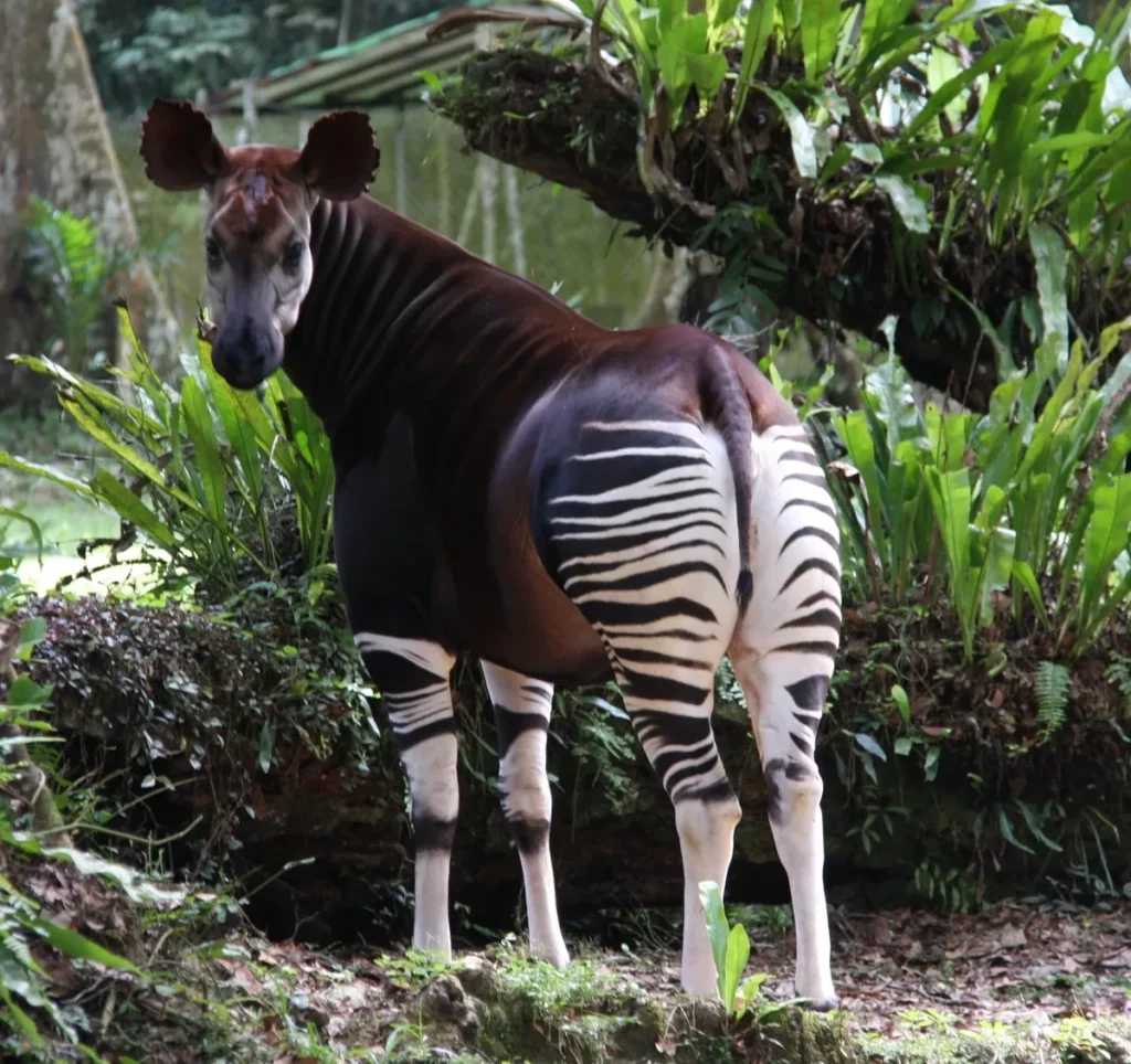 Descubre los animales más raros y sorprendentes del mundo