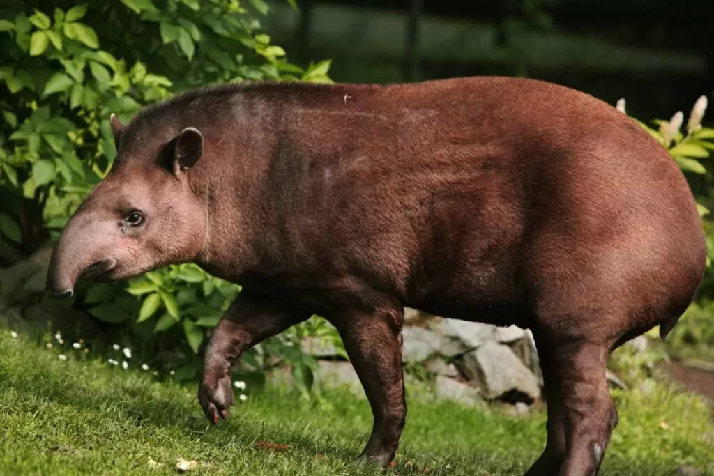 Descubre todo sobre el Tapir: características, hábitat y conservación