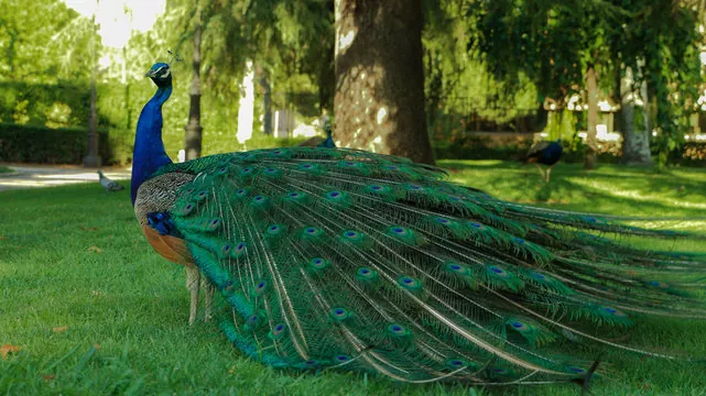 Descubre todo sobre el impresionante pavo real