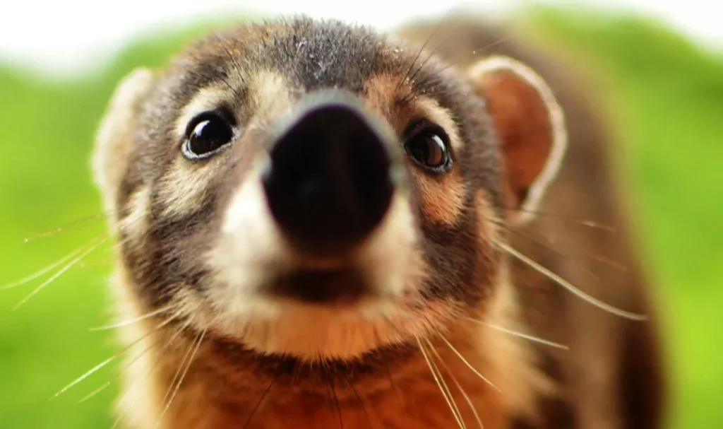 El Coatí características hábitat y comportamiento