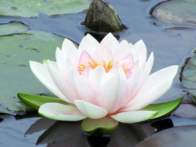 El Lotus Símbolo sagrado y significado espiritual