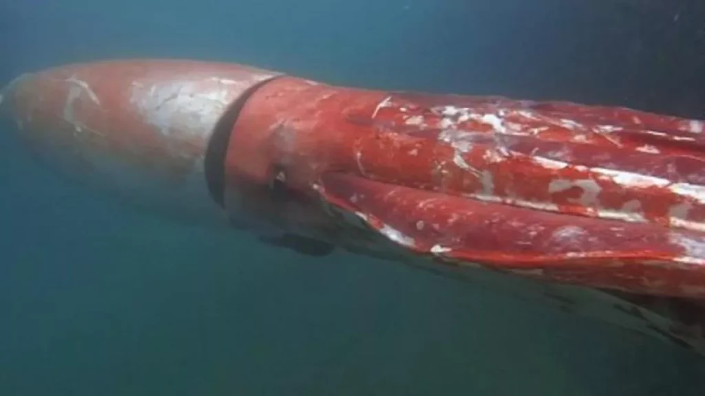El calamar gigante (Architeuthis dux) características hábitat y curiosidades