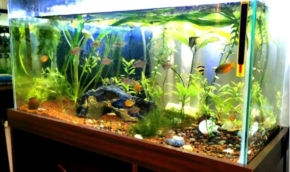 Guía completa para crear y mantener un acuario en casa