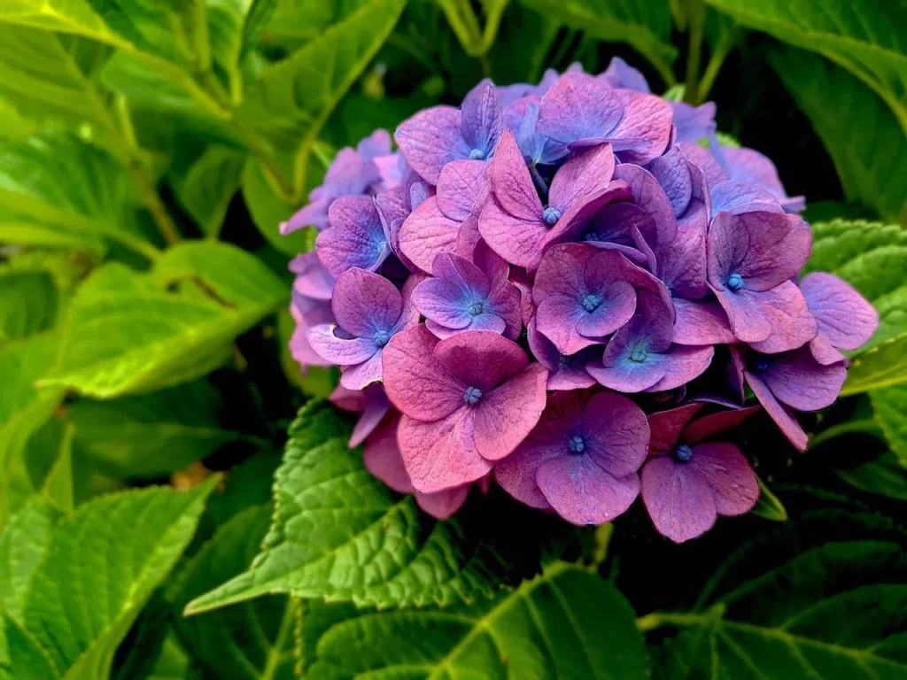 Guía completa para el cultivo y cuidado de hortensias en tu jardín