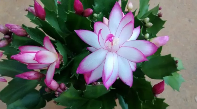 Guía completa sobre los cuidados de los cactus de Navidad