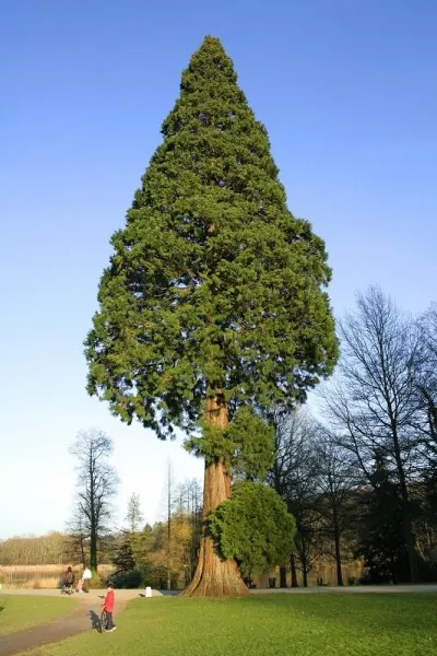 La majestuosidad de las secuoyas descubre todo sobre el árbol más grande del mundo