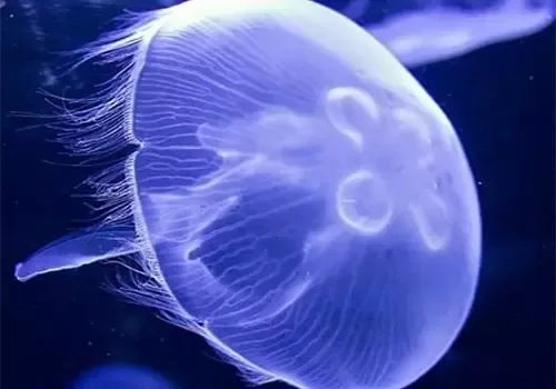 Todo lo que debes saber sobre la medusa común
