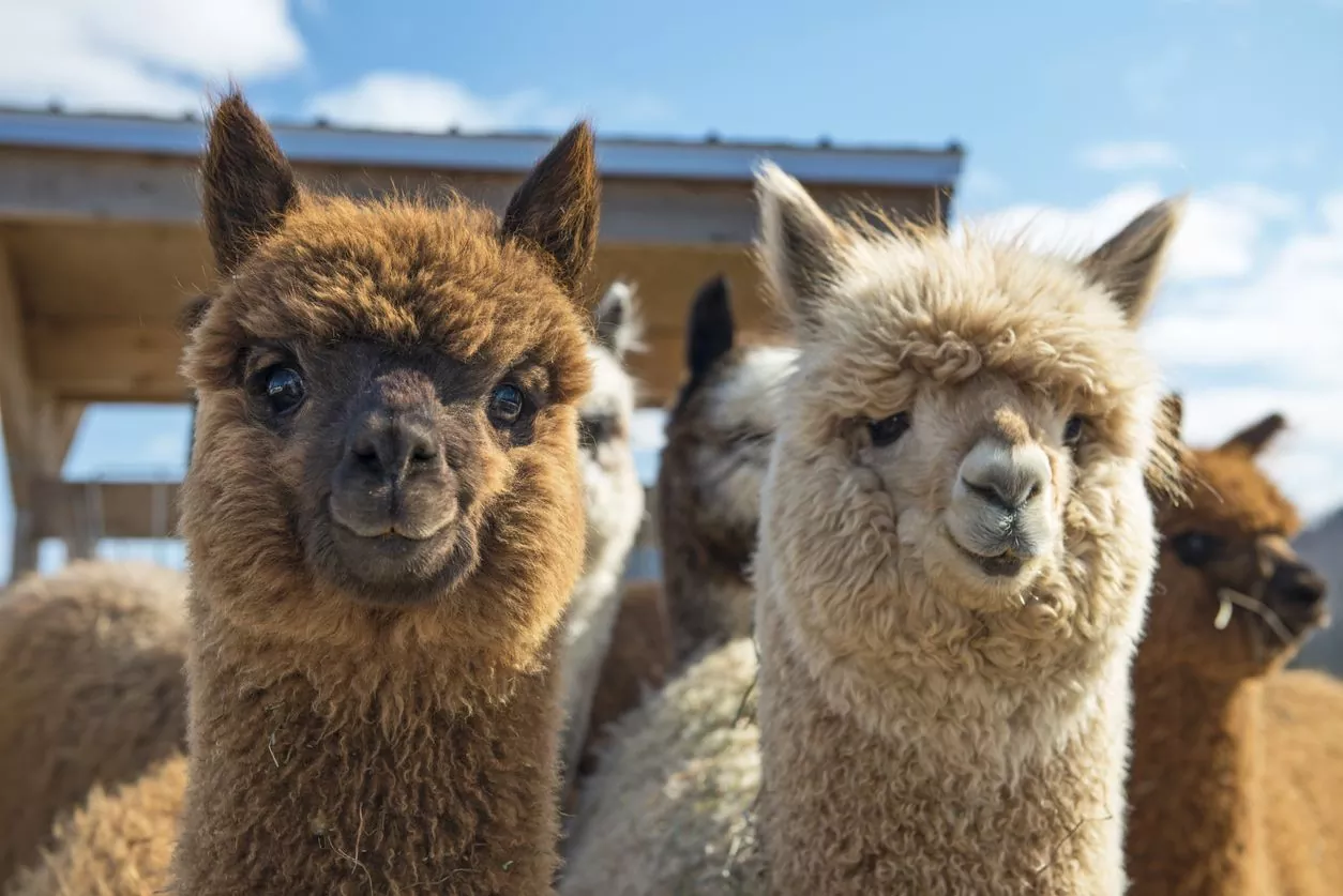 Todo lo que debes saber sobre las Alpacas características cuidados y curiosidades