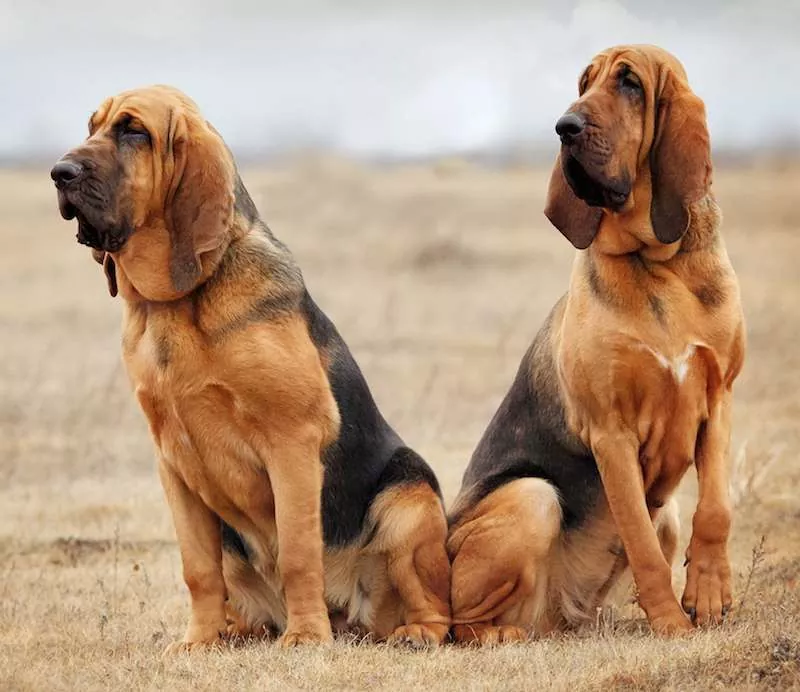 Todo lo que necesitas saber sobre el Bloodhound
